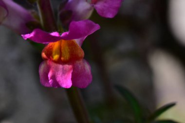Güneşli bir günde bahçede büyüyen güzel çiçek. 