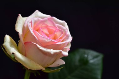 Koyu arkaplanda güzel bir gül, yaz konsepti, yakın görüş  