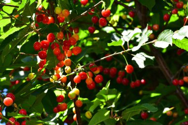 Olgun yeşil meyveli kiraz ağacı, yakın plan, bahar konsepti.  