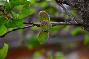 Açık havada yetişen olgunlaşmamış kayısıları olan ağaç, yaz konsepti, yakın görüş.  