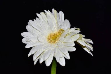 Koyu arkaplanda güzel Gerbera çiçekleri, yaz konsepti, yakın görüş  