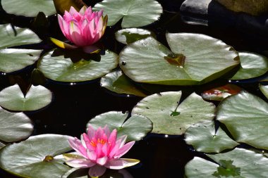 Yaz günü gölette büyüyen güzel nilüferler. 