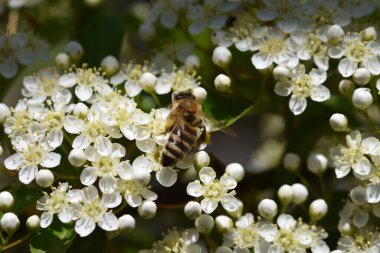 Güneşli bir günde bahçede yetişen güzel çiçekler. 
