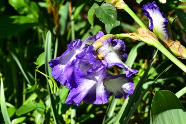 Güneşli yaz gününde bahçede büyüyen güzel irisler 