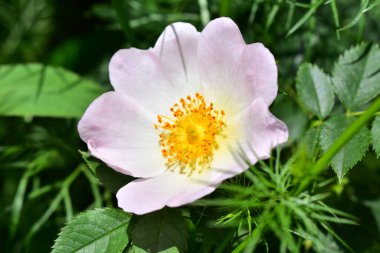 Koyu arkaplanda güzel bir gül, yaz konsepti, yakın görüş  