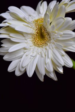 Karanlık arka planda güzel Gerbera çiçeği, yaz konsepti, yakın görüş  