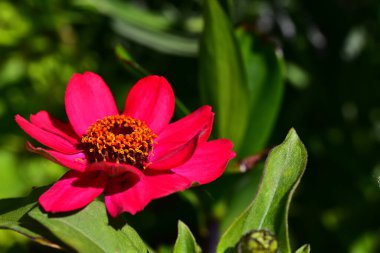 Güneşli bir günde bahçede büyüyen güzel çiçek. 