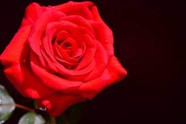 Koyu arkaplanda güzel bir gül, yaz konsepti, yakın görüş  