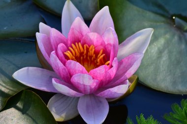 Güzel çiçek açan nilüfer çiçekleri yaz günü gölette büyür. 