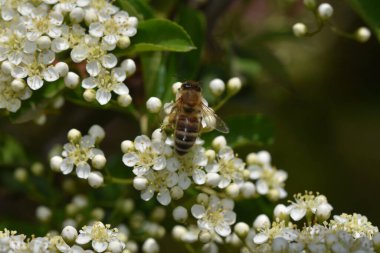 Güneşli bir günde bahçede yetişen güzel çiçekler. 