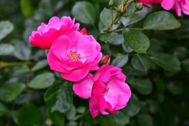 Koyu arkaplanda güzel güller, yaz konsepti, yakın manzara  