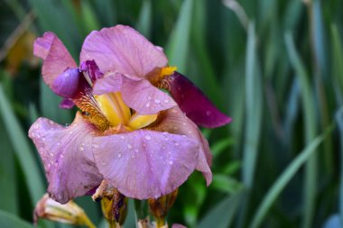 Güneşli yaz gününde bahçede büyüyen güzel göz. 
