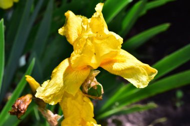 Güneşli yaz gününde bahçede büyüyen güzel göz. 