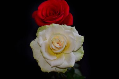 Koyu arkaplanda güzel güller, yaz konsepti, yakın manzara  