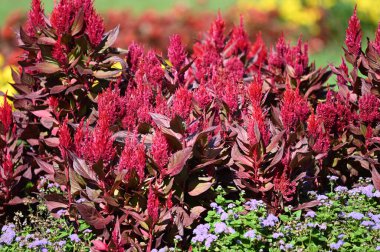 Güneşli bir günde bahçede büyüyen güzel çiçekler. 
