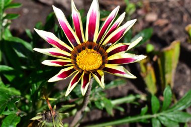 Güneşli bir günde bahçede büyüyen güzel çiçek. 