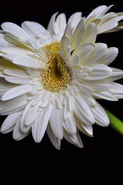 Koyu arkaplanda güzel Gerbera çiçekleri, yaz konsepti, yakın görüş  