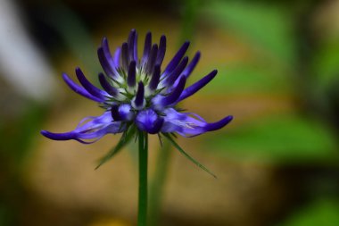 Güneşli bir günde bahçede büyüyen güzel çiçek. 