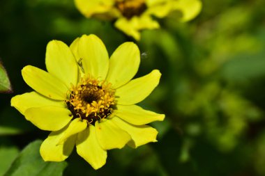 Güneşli bir günde bahçede büyüyen güzel çiçek. 