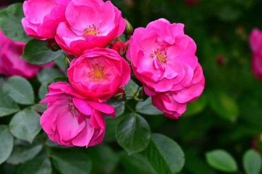 Koyu arkaplanda güzel güller, yaz konsepti, yakın manzara  