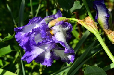 Güneşli yaz gününde bahçede büyüyen güzel irisler 