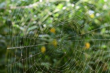 Bahçedeki dallar arasında örümcek ağı yakın görünümü 