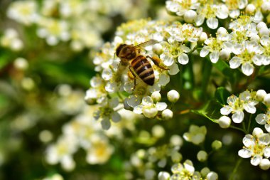 Güneşli bir günde bahçede yetişen güzel çiçekler. 