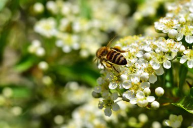 Güneşli bir günde bahçede yetişen güzel çiçekler. 