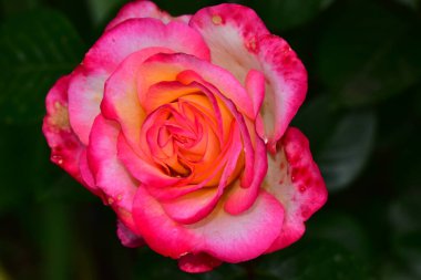 Güneşli bir günde bahçede yetişen güzel bir gül çiçeği. 