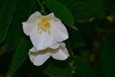 Yasemin çiçeği açan ağaç dalları, güzel çiçekler, yakın plan, bahar konsepti  