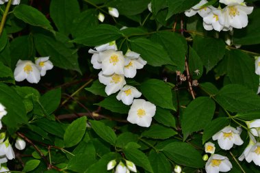 Yasemin çiçeği açan ağaç dalları, güzel çiçekler, yakın plan, bahar konsepti  