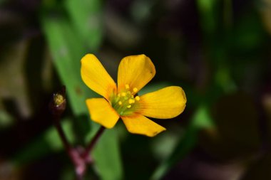 Güneşli bir günde bahçede büyüyen güzel çiçek. 