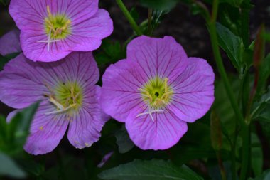 Güneşli bir günde bahçede büyüyen güzel çiçekler. 