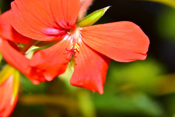 Bela Flor Crescendo Jardim Dia Ensolarado — Fotografia de Stock