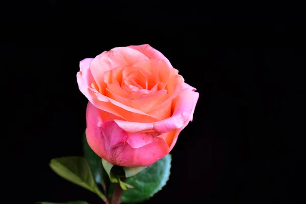 Hermosa Flor Rosa Creciendo Jardín Día Soleado — Foto de Stock