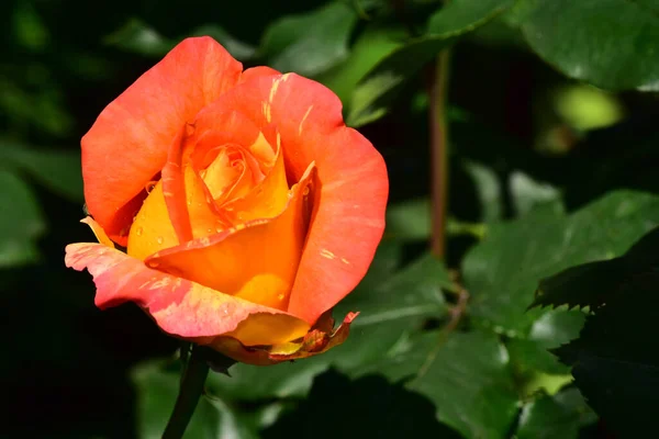 Hermosa Flor Rosa Creciendo Jardín Día Soleado — Foto de Stock