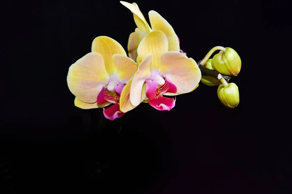 Schöne Orchideenblüten Auf Dunklem Hintergrund Sommerkonzept Nahsicht — Stockfoto