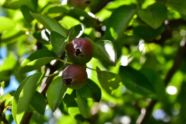 Körtefa Éretlen Zöld Gyümölcsökkel Közelkép Tavaszi Koncepció — Stock Fotó
