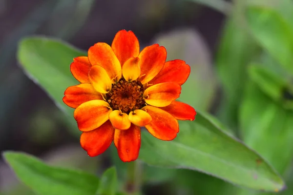 Güneşli Bir Günde Bahçede Büyüyen Güzel Çiçek — Stok fotoğraf