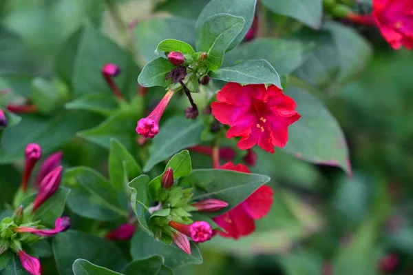 Hermosas Flores Que Crecen Jardín Día Soleado —  Fotos de Stock