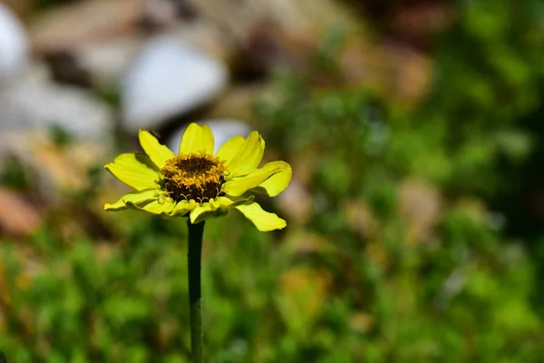 Vacker Blomma Xer Trã Dgã Solig Dag — Stockfoto