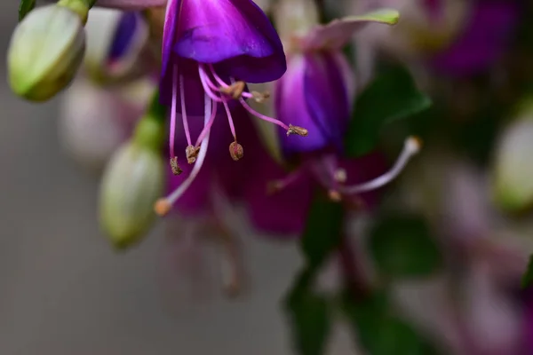 Flores Bonitas Que Crescem Jardim Dia Ensolarado — Fotografia de Stock