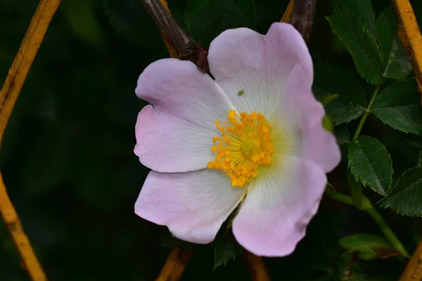 Красива Квітка Росте Саду Сонячний День — стокове фото