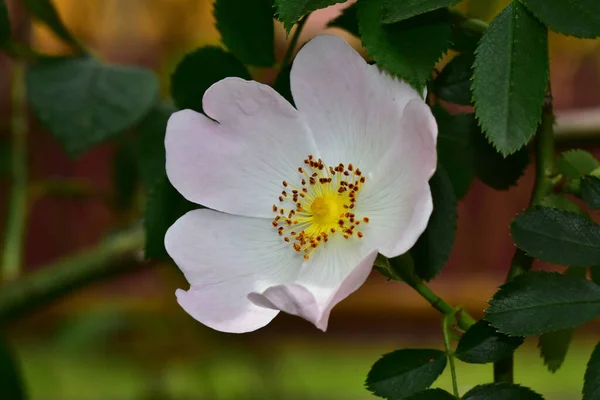 Schöne Rose Auf Dunklem Hintergrund Sommerkonzept Nahsicht — Stockfoto