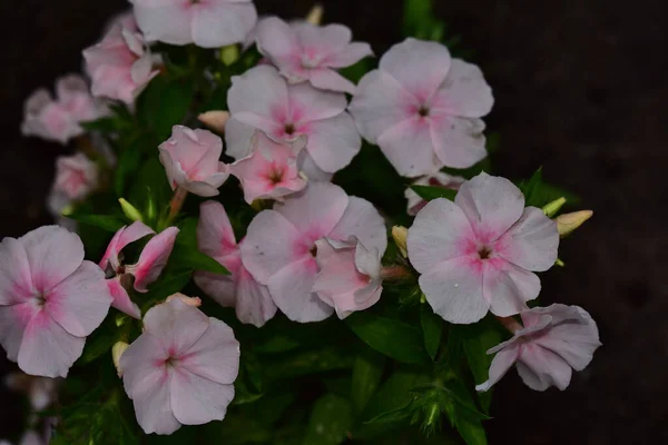 Mooie Bloemen Groeien Tuin Zonnige Dag — Stockfoto