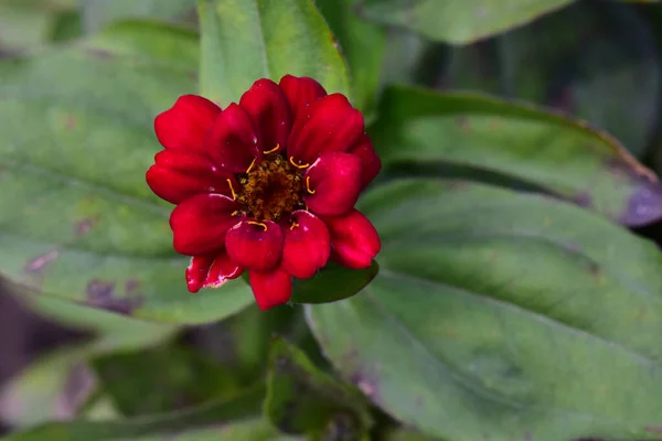 Mooie Bloem Groeien Tuin Zonnige Dag — Stockfoto