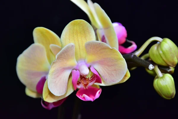 Красивые Цветы Орхидеи Темном Фоне Летняя Концепция Близкий Вид — стоковое фото