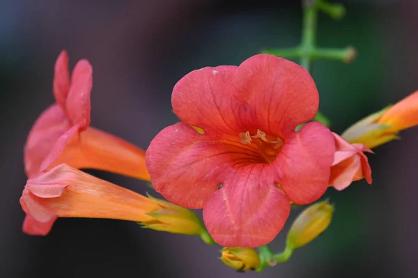 Flores Bonitas Que Crescem Jardim Dia Ensolarado — Fotografia de Stock