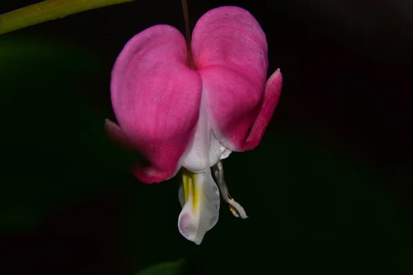 Gyönyörű Virág Kertben Napsütéses Napon — Stock Fotó