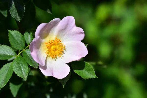 Hermosa Rosa Sobre Fondo Oscuro Concepto Verano Vista Cercana —  Fotos de Stock